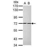 CDC25A Antibody from Signalway Antibody (35386) - Antibodies.com