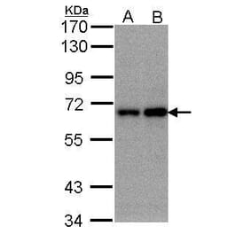 FBXW11 Antibody from Signalway Antibody (35405) - Antibodies.com