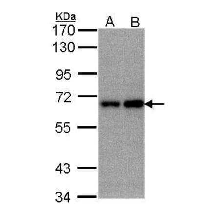 FBXW11 Antibody from Signalway Antibody (35405) - Antibodies.com