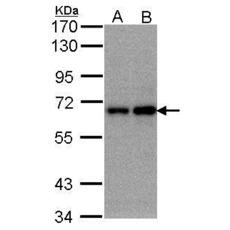 FBXW11 Antibody from Signalway Antibody (35405) - Antibodies.com