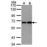 FBXW11 Antibody from Signalway Antibody (35405) - Antibodies.com