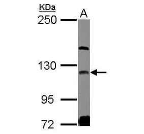 GEF-H1 Antibody from Signalway Antibody (35429) - Antibodies.com
