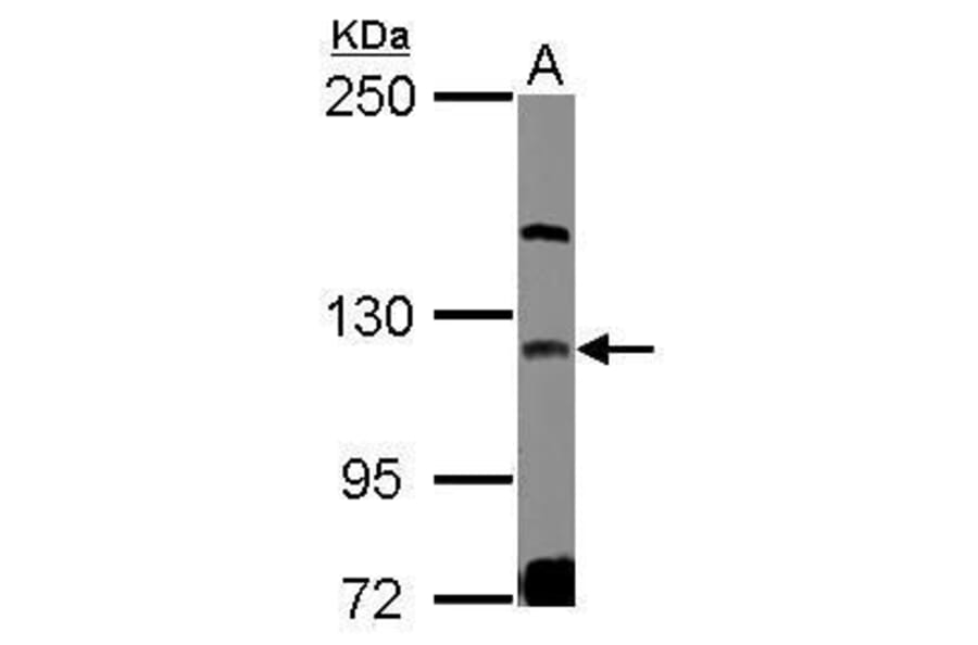 GEF-H1 Antibody from Signalway Antibody (35429) - Antibodies.com