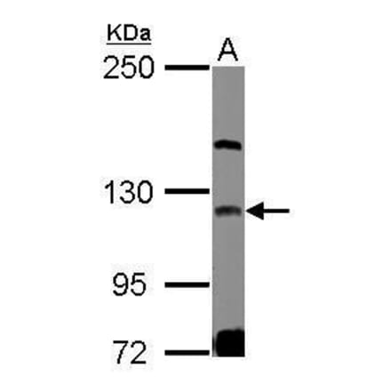 GEF-H1 Antibody from Signalway Antibody (35429) - Antibodies.com