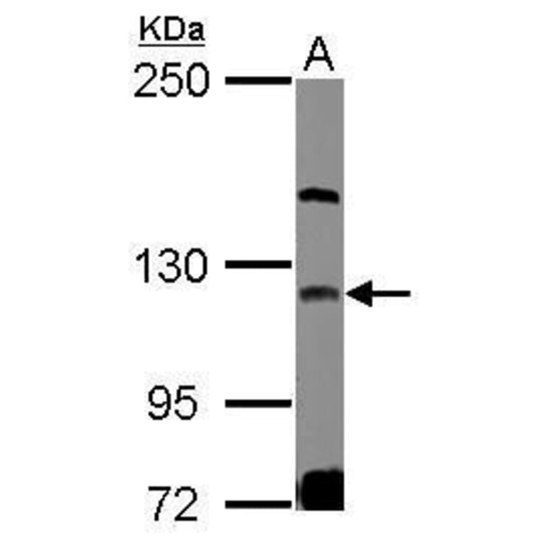 GEF-H1 Antibody from Signalway Antibody (35429) - Antibodies.com