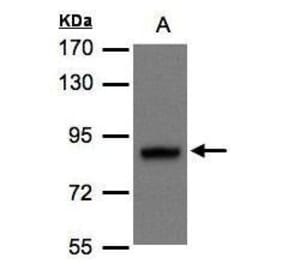 DISC1 Antibody from Signalway Antibody (35434) - Antibodies.com