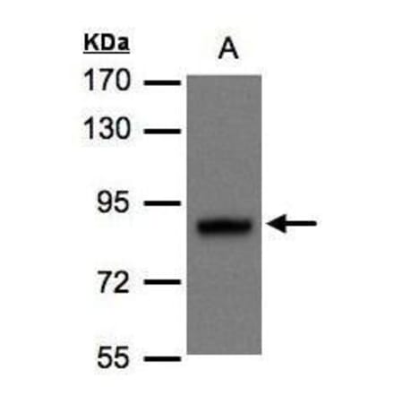 DISC1 Antibody from Signalway Antibody (35434) - Antibodies.com