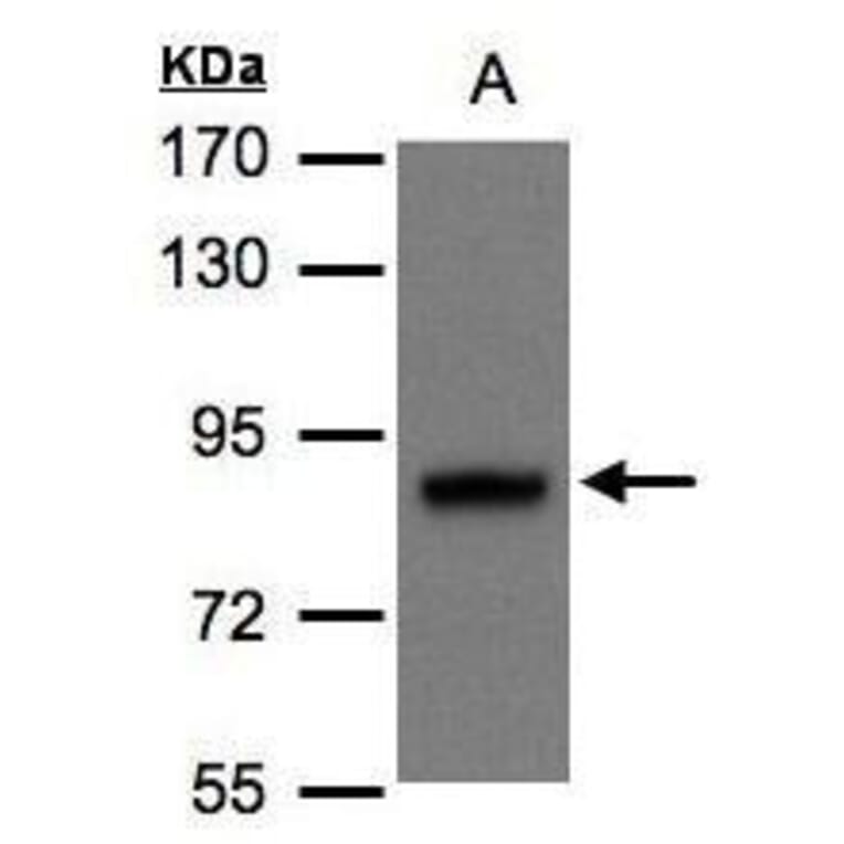 DISC1 Antibody from Signalway Antibody (35434) - Antibodies.com