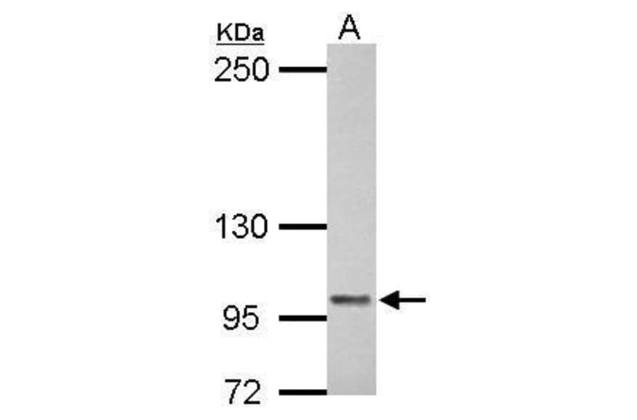 COL6A1 Antibody from Signalway Antibody (35471) - Antibodies.com