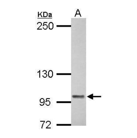 COL6A1 Antibody from Signalway Antibody (35471) - Antibodies.com