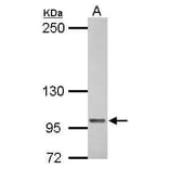 COL6A1 Antibody from Signalway Antibody (35471) - Antibodies.com