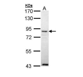 Ang-4 Antibody from Signalway Antibody (35485) - Antibodies.com