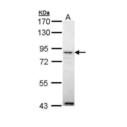 Ang-4 Antibody from Signalway Antibody (35485) - Antibodies.com