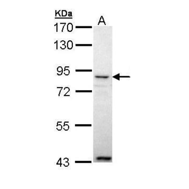 Ang-4 Antibody from Signalway Antibody (35485) - Antibodies.com