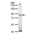 Ang-4 Antibody from Signalway Antibody (35485) - Antibodies.com