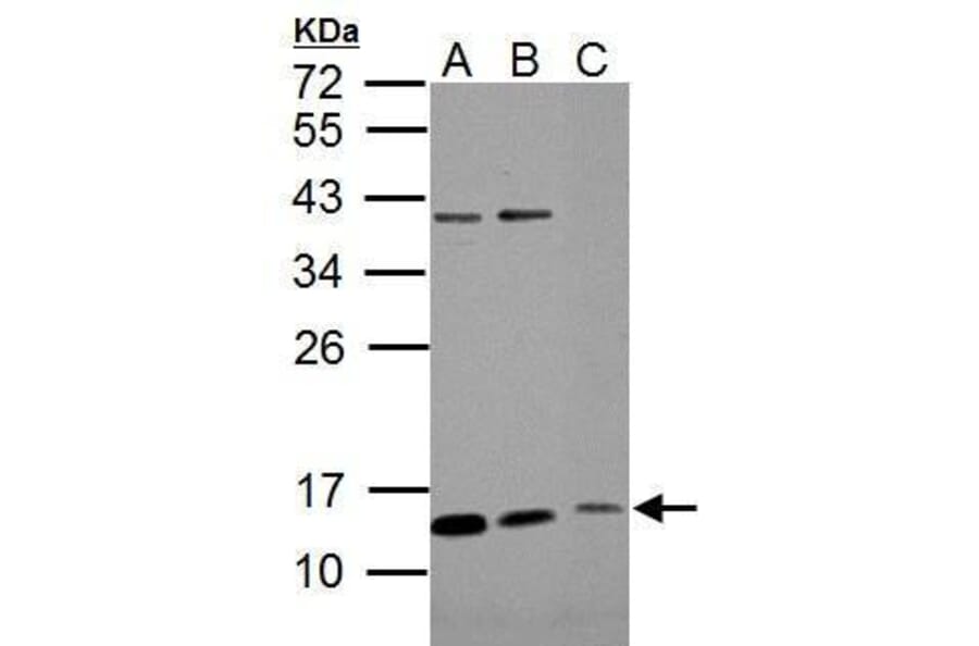 ROPN1B Antibody from Signalway Antibody (35501) - Antibodies.com