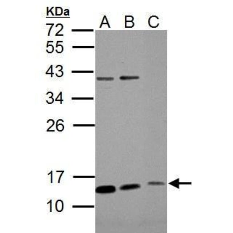 ROPN1B Antibody from Signalway Antibody (35501) - Antibodies.com