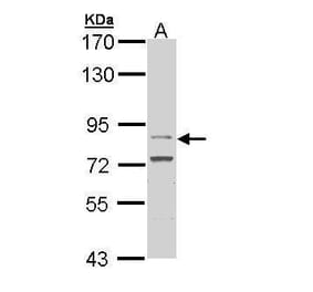 FGFR4 Antibody from Signalway Antibody (35516) - Antibodies.com