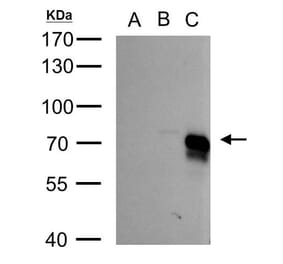 BMPR1A Antibody from Signalway Antibody (35525) - Antibodies.com