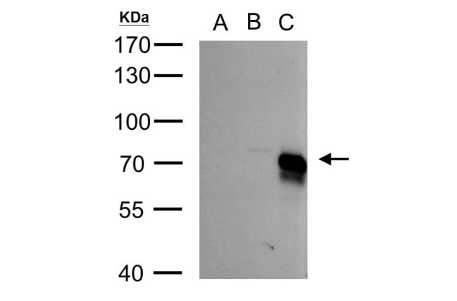 BMPR1A Antibody from Signalway Antibody (35525) - Antibodies.com