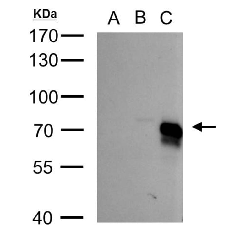 BMPR1A Antibody from Signalway Antibody (35525) - Antibodies.com