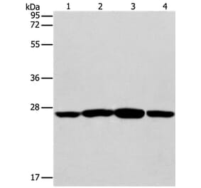 CASP14 Antibody from Signalway Antibody (35572) - Antibodies.com