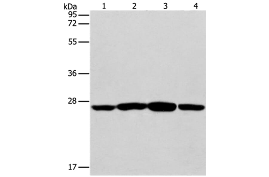 CASP14 Antibody from Signalway Antibody (35572) - Antibodies.com