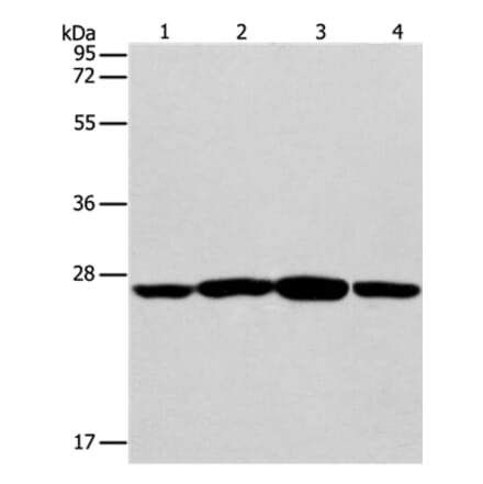 CASP14 Antibody from Signalway Antibody (35572) - Antibodies.com