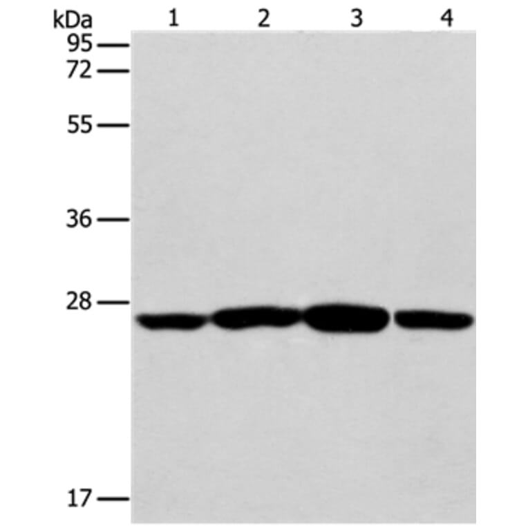 CASP14 Antibody from Signalway Antibody (35572) - Antibodies.com