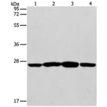 CASP14 Antibody from Signalway Antibody (35572) - Antibodies.com