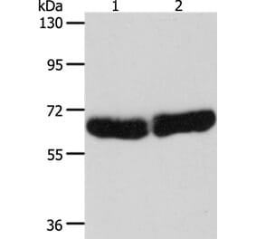 CYP1B1 Antibody from Signalway Antibody (35705) - Antibodies.com