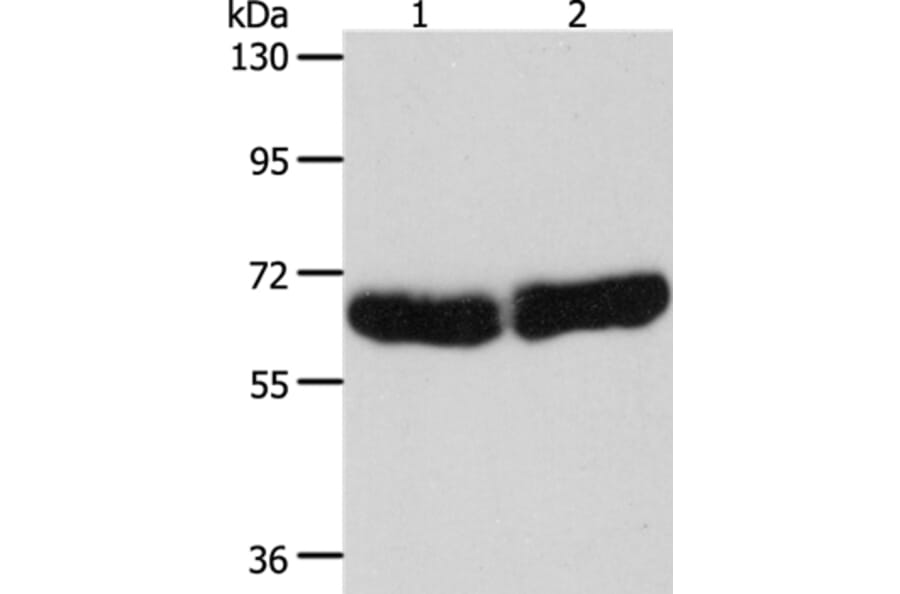 CYP1B1 Antibody from Signalway Antibody (35705) - Antibodies.com