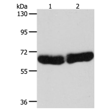 CYP1B1 Antibody from Signalway Antibody (35705) - Antibodies.com