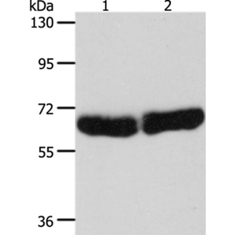 CYP1B1 Antibody from Signalway Antibody (35705) - Antibodies.com