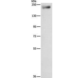 IQGAP3 Antibody from Signalway Antibody (35785) - Antibodies.com