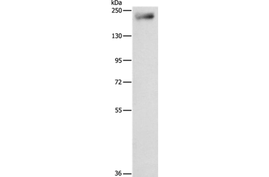 IQGAP3 Antibody from Signalway Antibody (35785) - Antibodies.com