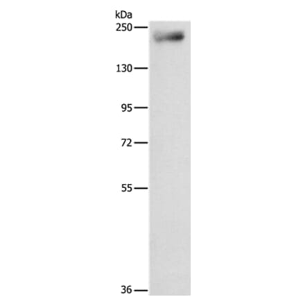 IQGAP3 Antibody from Signalway Antibody (35785) - Antibodies.com