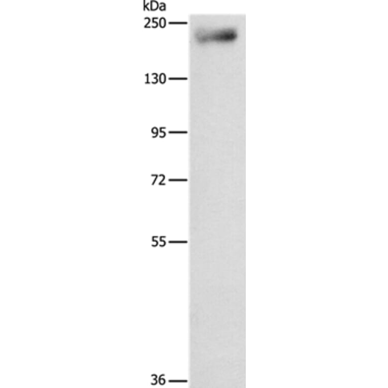 IQGAP3 Antibody from Signalway Antibody (35785) - Antibodies.com