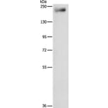 IQGAP3 Antibody from Signalway Antibody (35785) - Antibodies.com