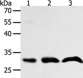 PTGES2 Antibody from Signalway Antibody (35898) - Antibodies.com