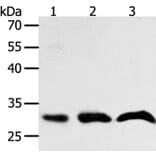 PTGES2 Antibody from Signalway Antibody (35898) - Antibodies.com