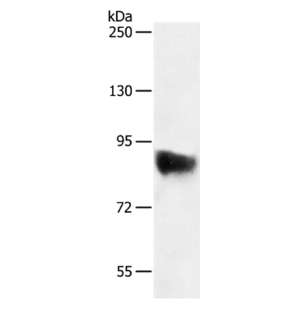 SEMA3G Antibody from Signalway Antibody (35912) - Antibodies.com
