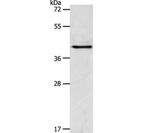 ACTR1A Antibody from Signalway Antibody (36031) - Antibodies.com