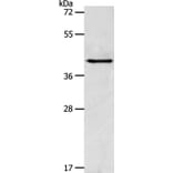 ACTR1A Antibody from Signalway Antibody (36031) - Antibodies.com
