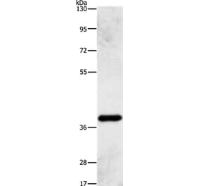 PRKAG1 Antibody from Signalway Antibody (36098) - Antibodies.com