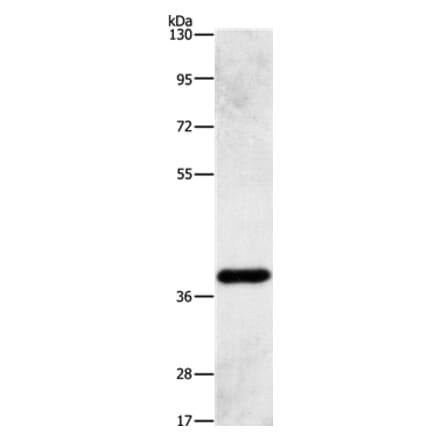 PRKAG1 Antibody from Signalway Antibody (36098) - Antibodies.com