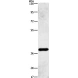 PRKAG1 Antibody from Signalway Antibody (36098) - Antibodies.com