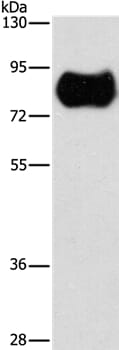 Gel: 8% SDS-PAGE Lysates (from left to right): Human fetal brain tissue Amount of lysate: 40ug per lane Primary antibody: 1/900 dilution Secondary antibody dilution: 1/8000 Exposure time: 30 seconds
