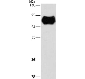 MAP4K2 Antibody from Signalway Antibody (36189) - Antibodies.com