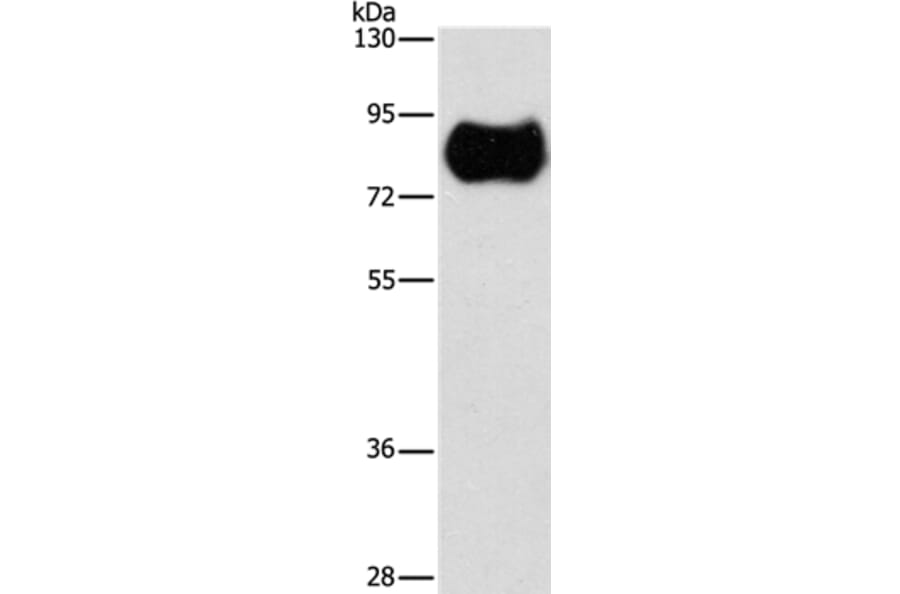 MAP4K2 Antibody from Signalway Antibody (36189) - Antibodies.com
